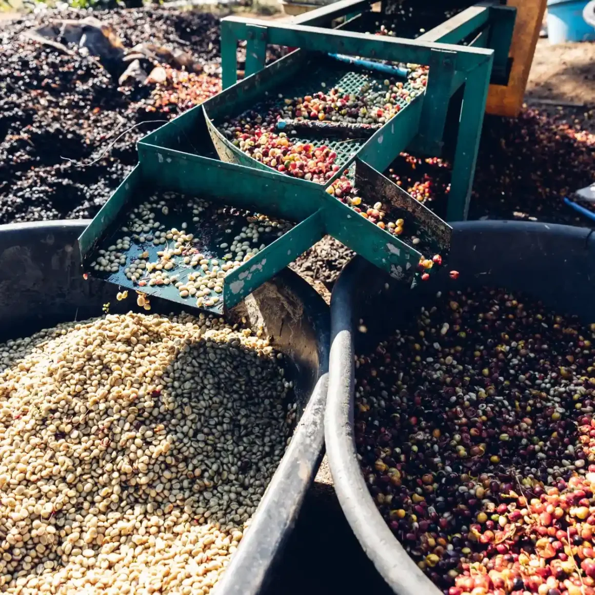 a group of containers with beans