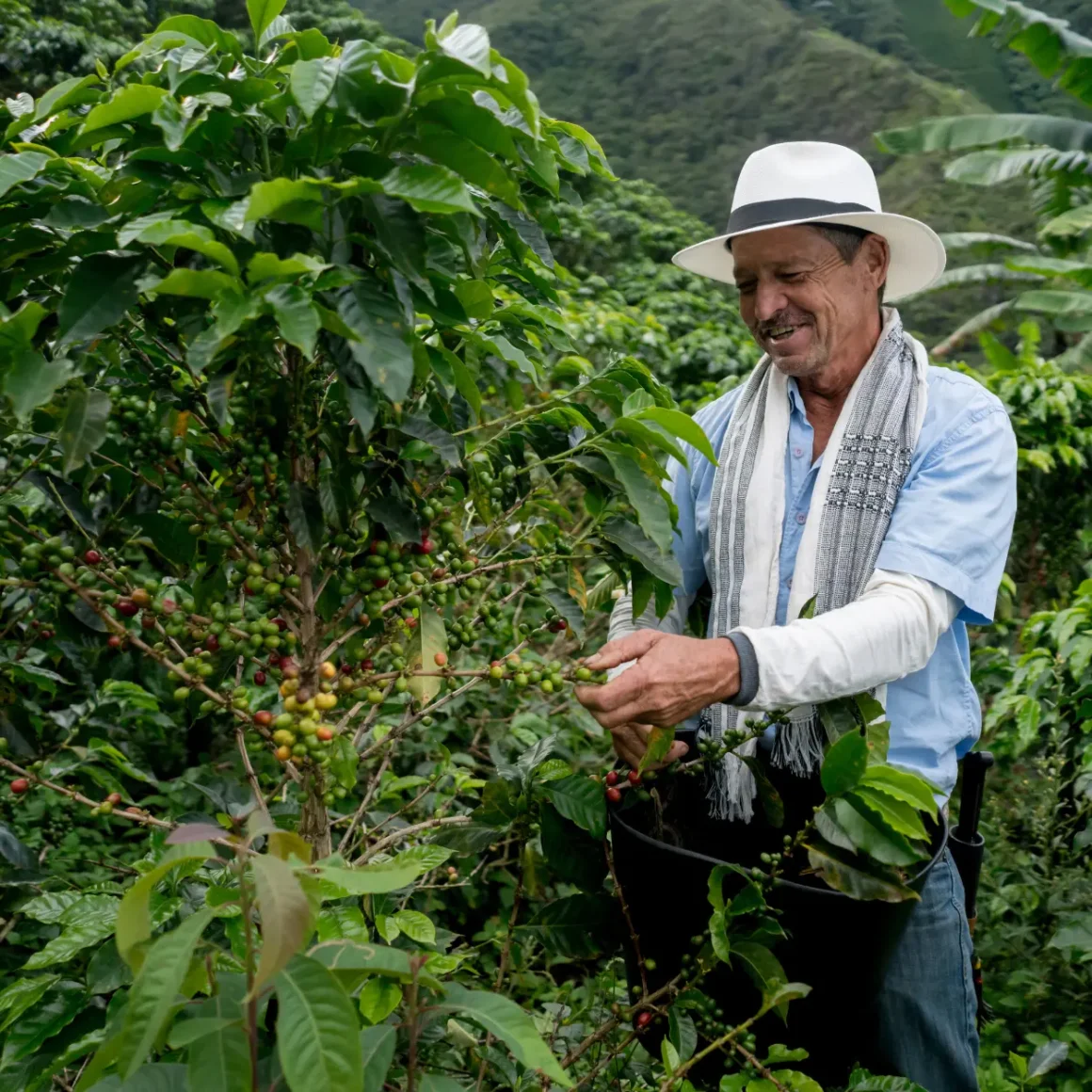 a person in a hat picking coffee beans