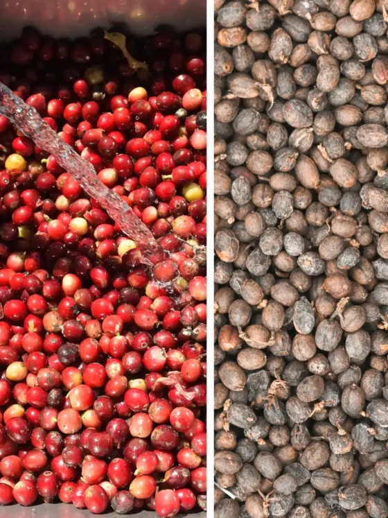a collage of a bucket full of red berries