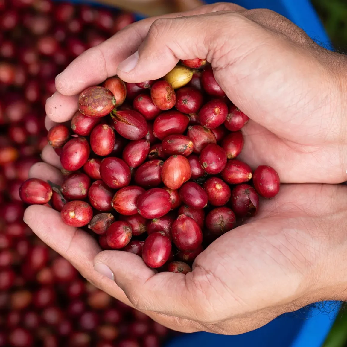 a person holding a handful of red coffee cherries