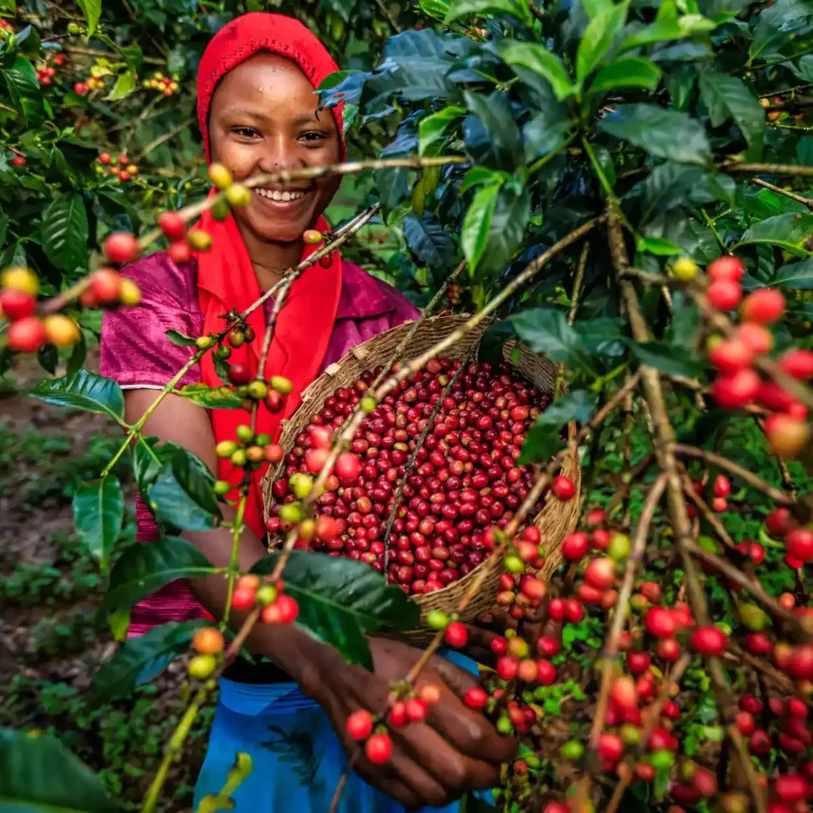 a person holding a basket of coffee beans