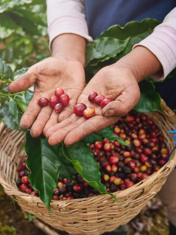 a person holding a basket of coffee beans