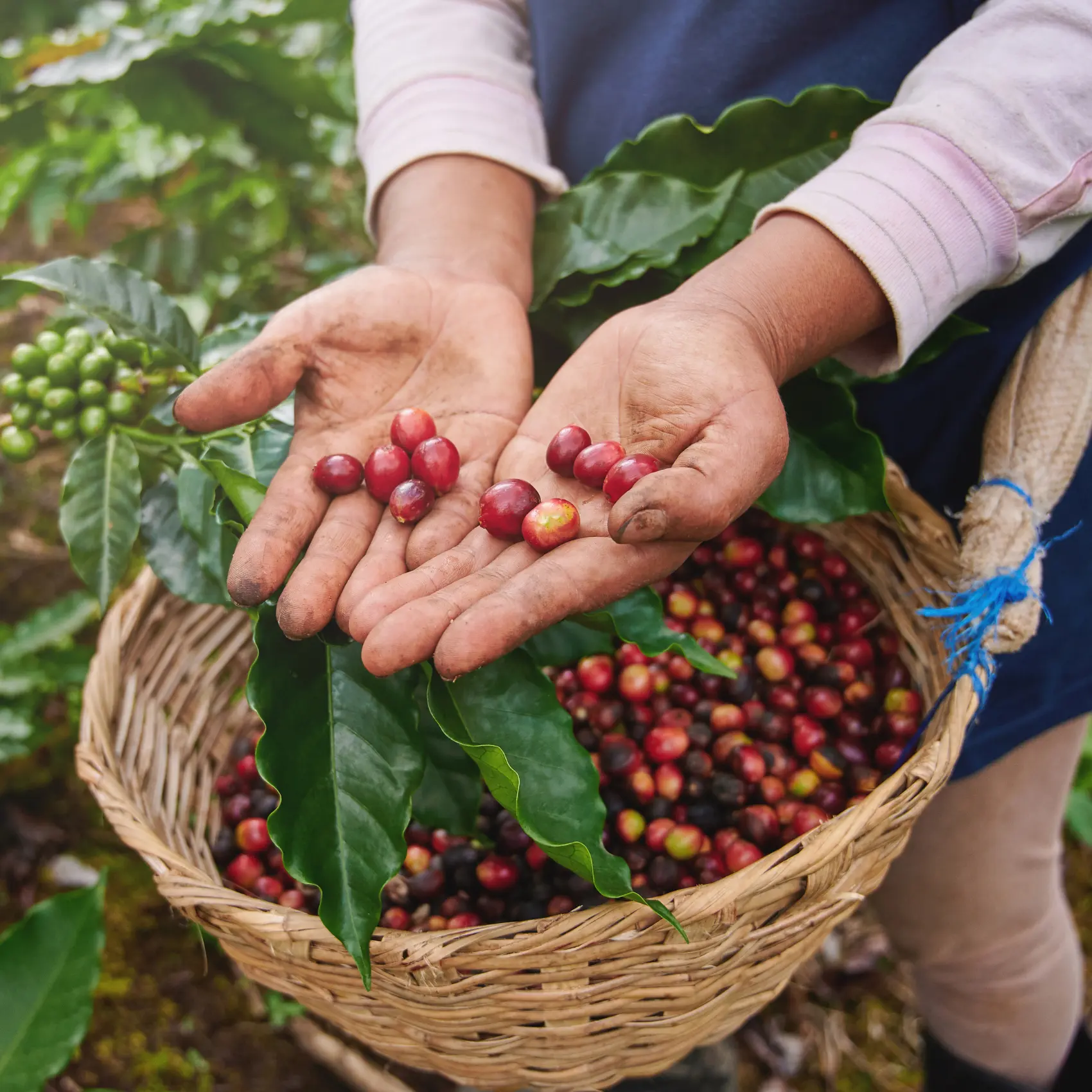 What Is Single Origin Coffee? The Journey from a Single Soil to Your Cup