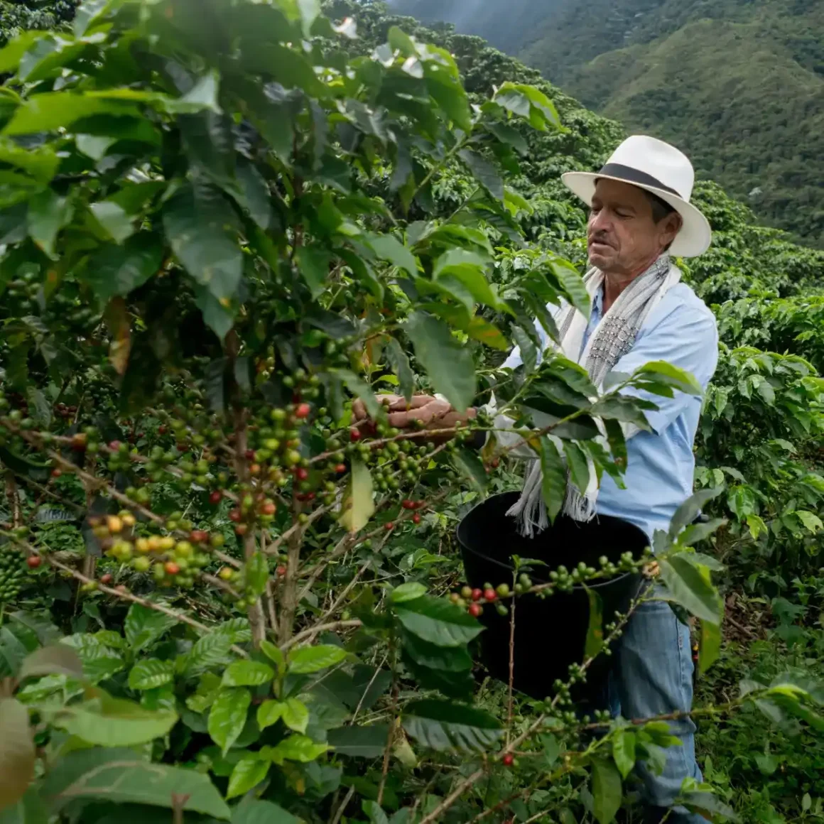 a person picking coffee from a tree