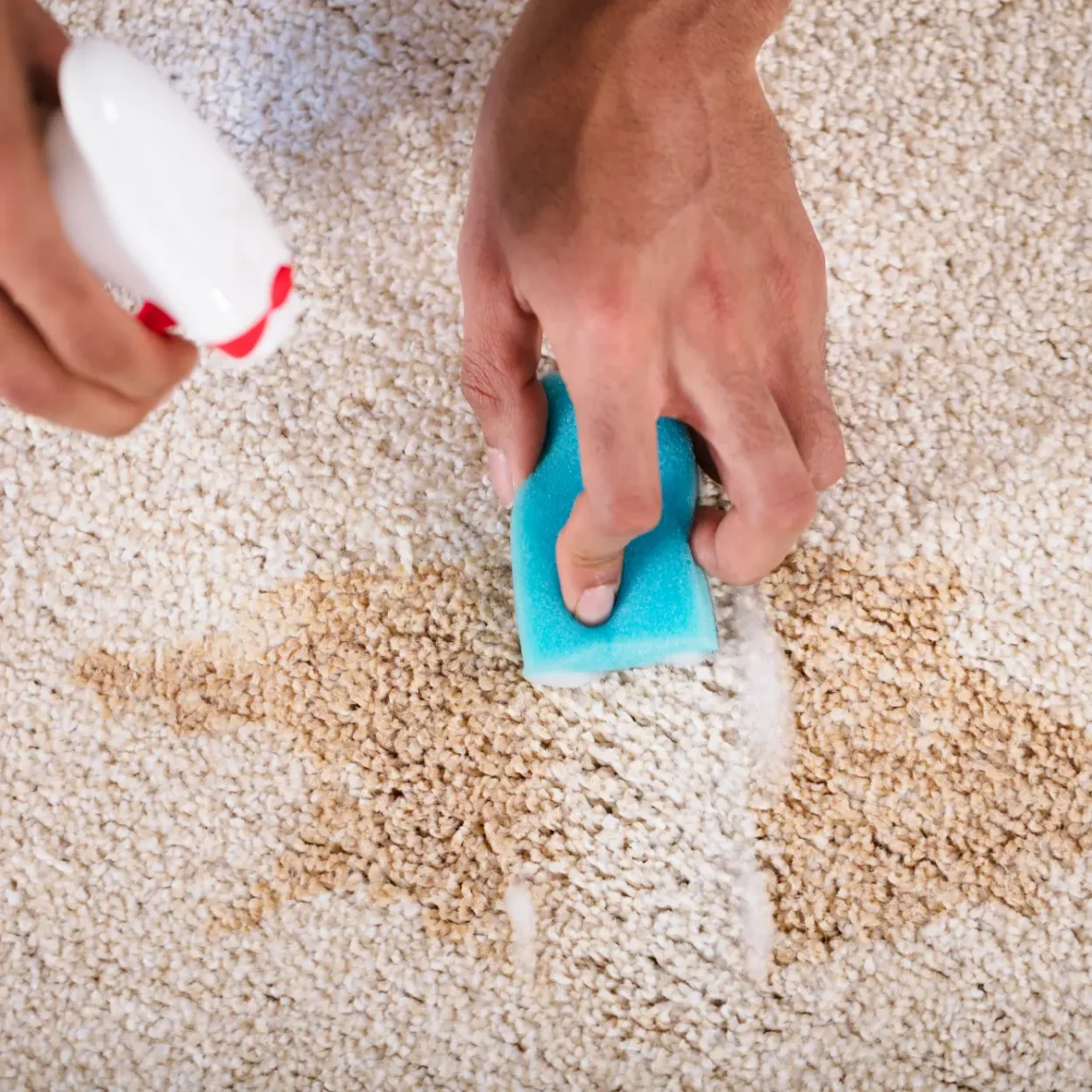 a person removing coffee stains from a carpet with a sponge