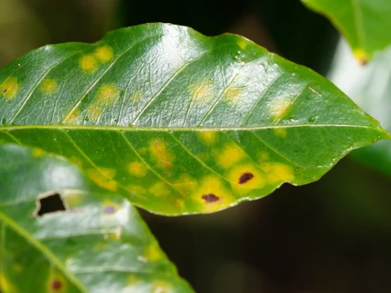 yellow spots on coffee plant leaves because of the rust