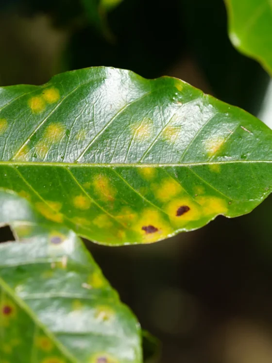 yellow spots on coffee plant leaves because of the rust