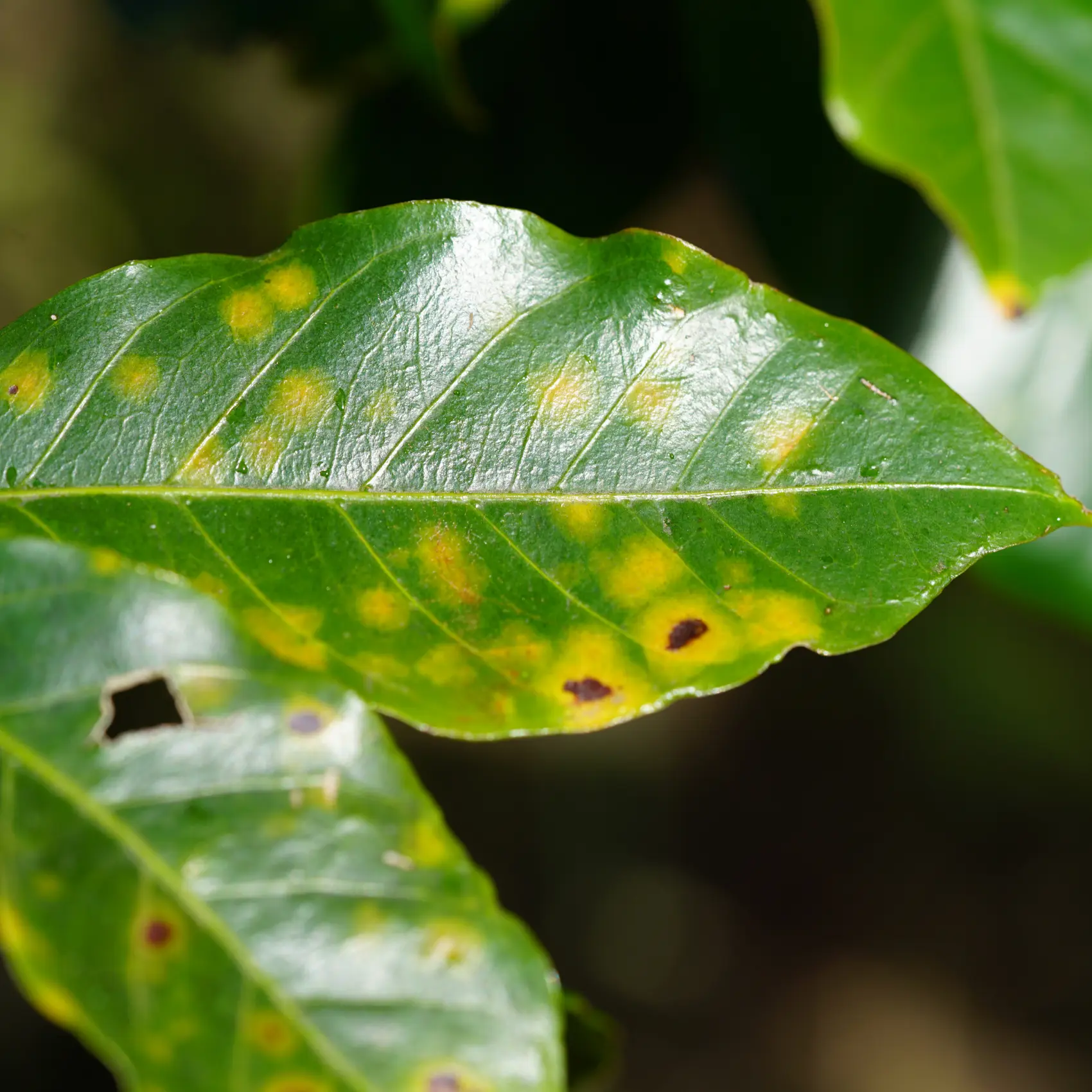 yellow spots on coffee plant leaves because of the rust