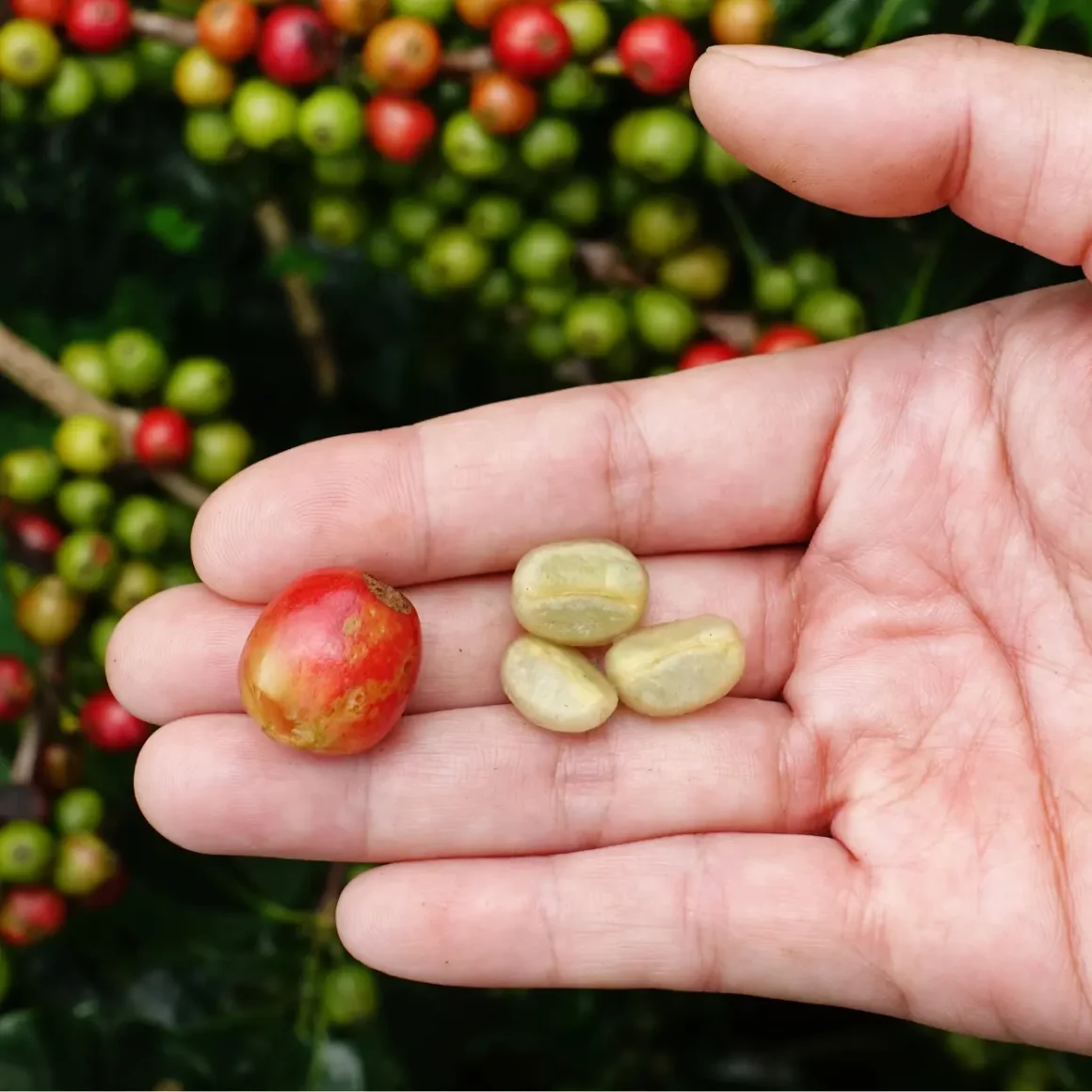 a hand holding a coffee cherry and beans