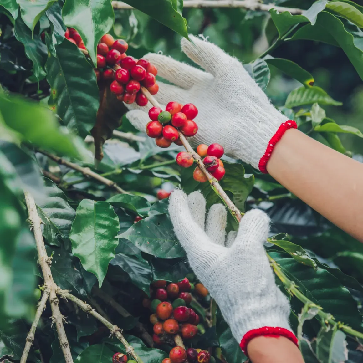 a person holding a branch of coffea cherries at a coffee terroir