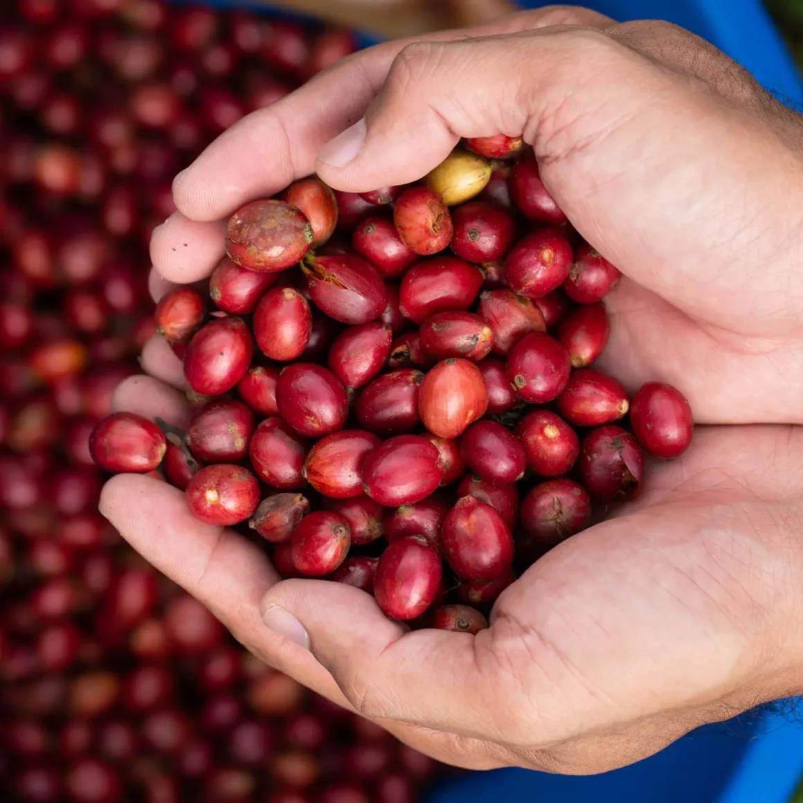 a person holding a handful of red coffee beans