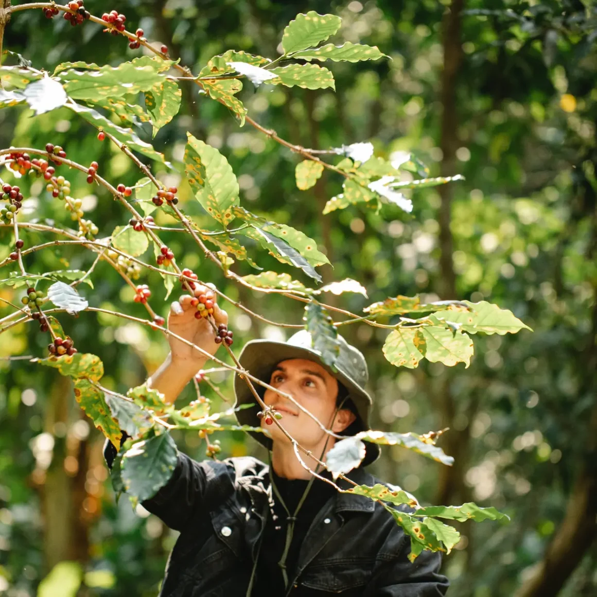 a person looking at berries on a tree