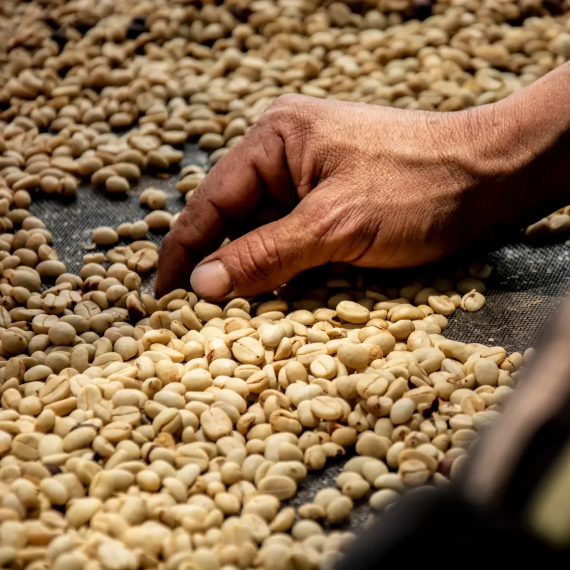 unroasted coffee beans with a hand