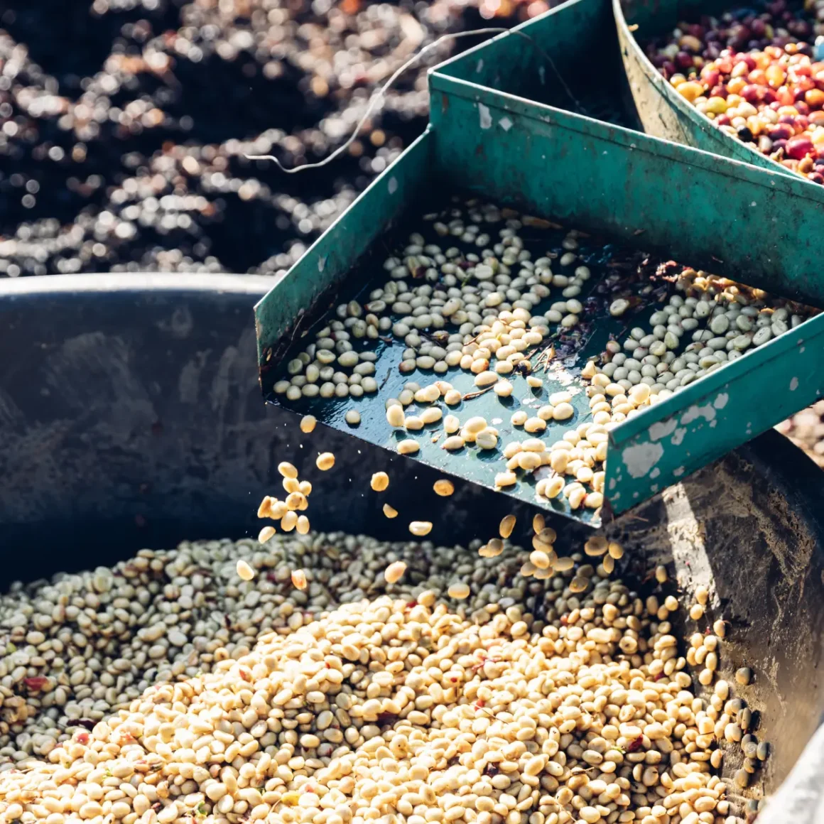 a buckets of coffee beans