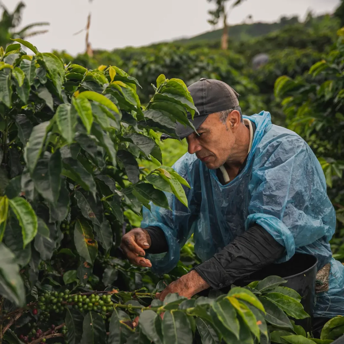 a coffee farmer picking coffee beans from a plant