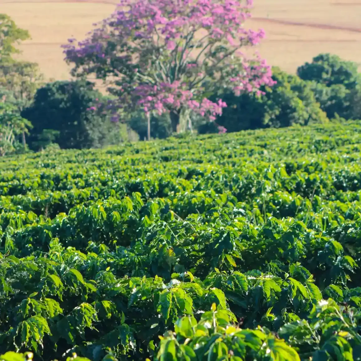a large field of coffee plantation