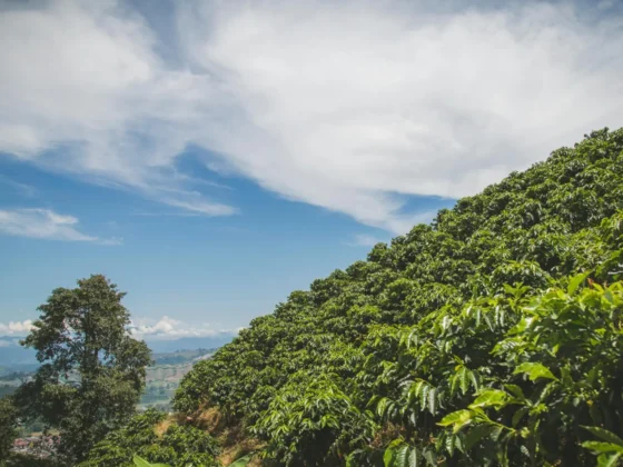 a view of coffee terroir