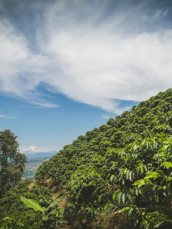 a view of coffee terroir