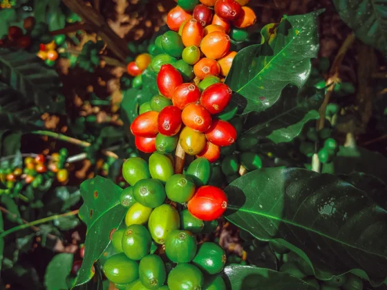 a plant with green and red berries