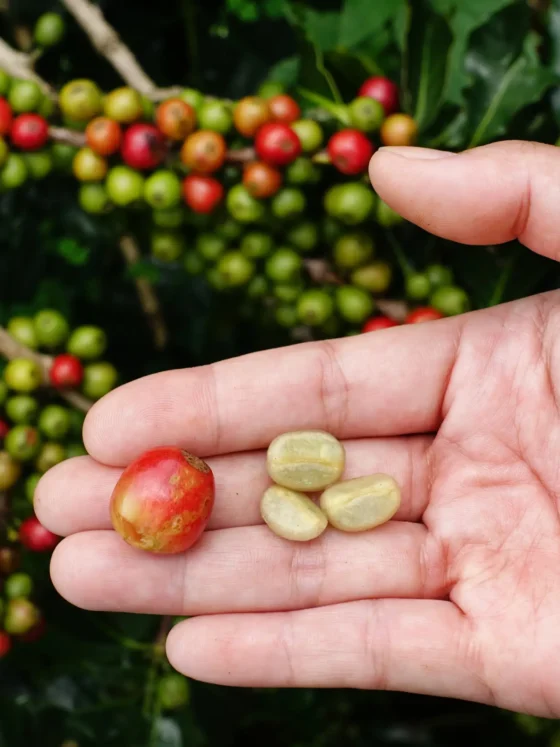 a hand holding a coffee cherry