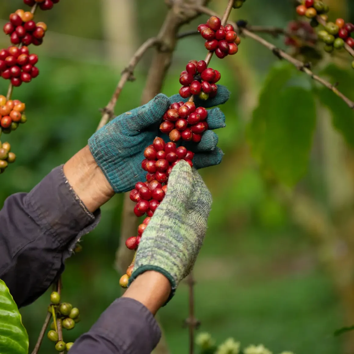 a harvester manually picking cherries