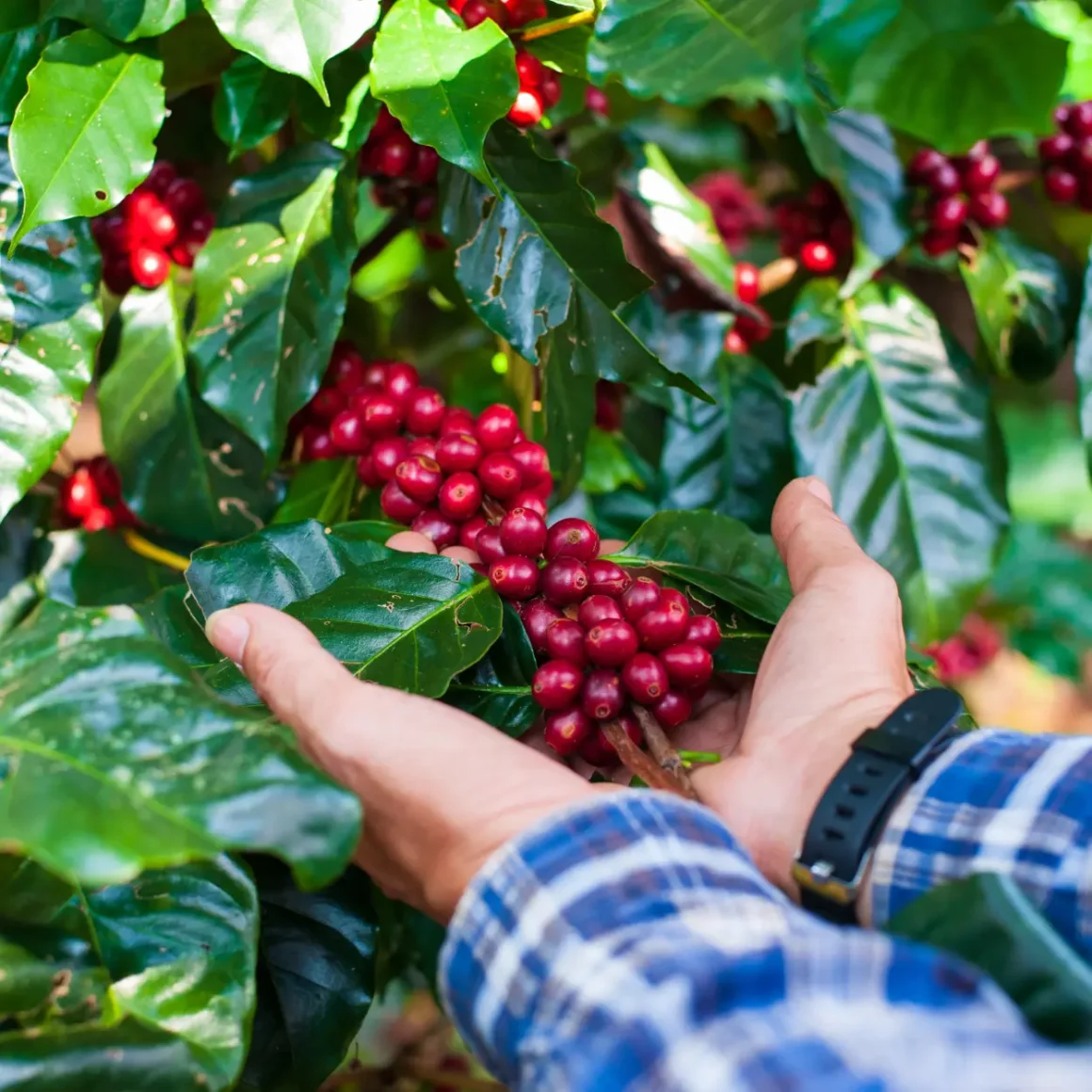 a person holding a bunch of red berries