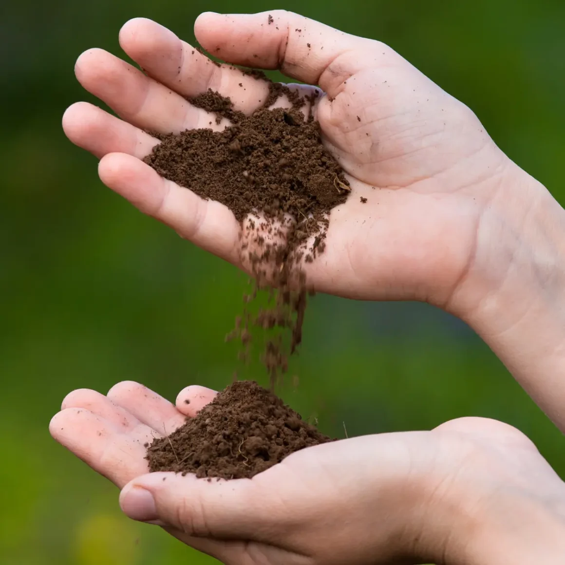 a person holding ground coffee in their hands