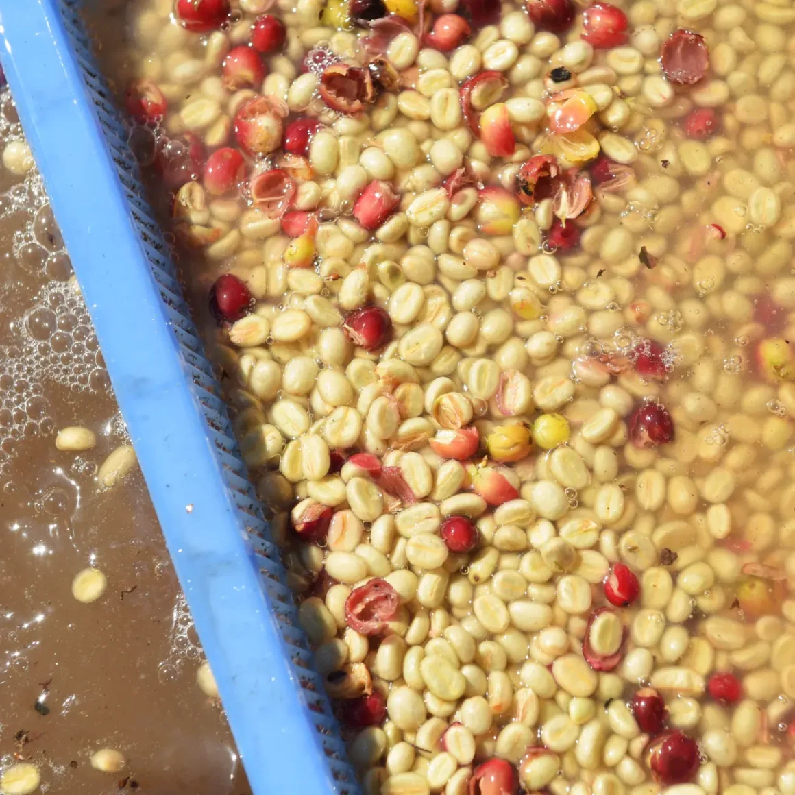 processing green coffee beans