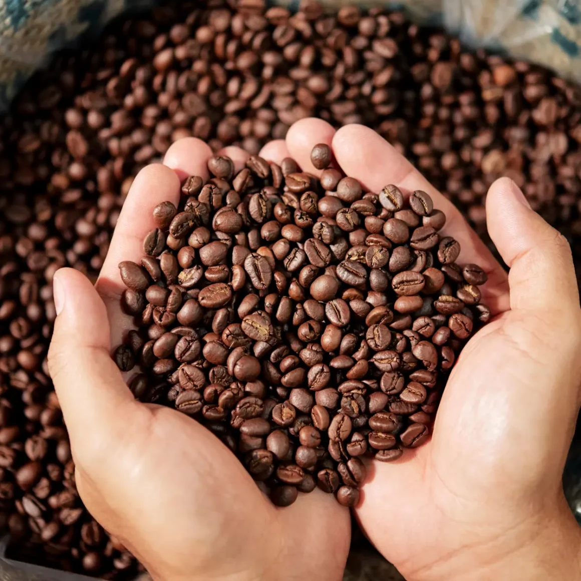 hands holding medium roast coffee beans in a bag