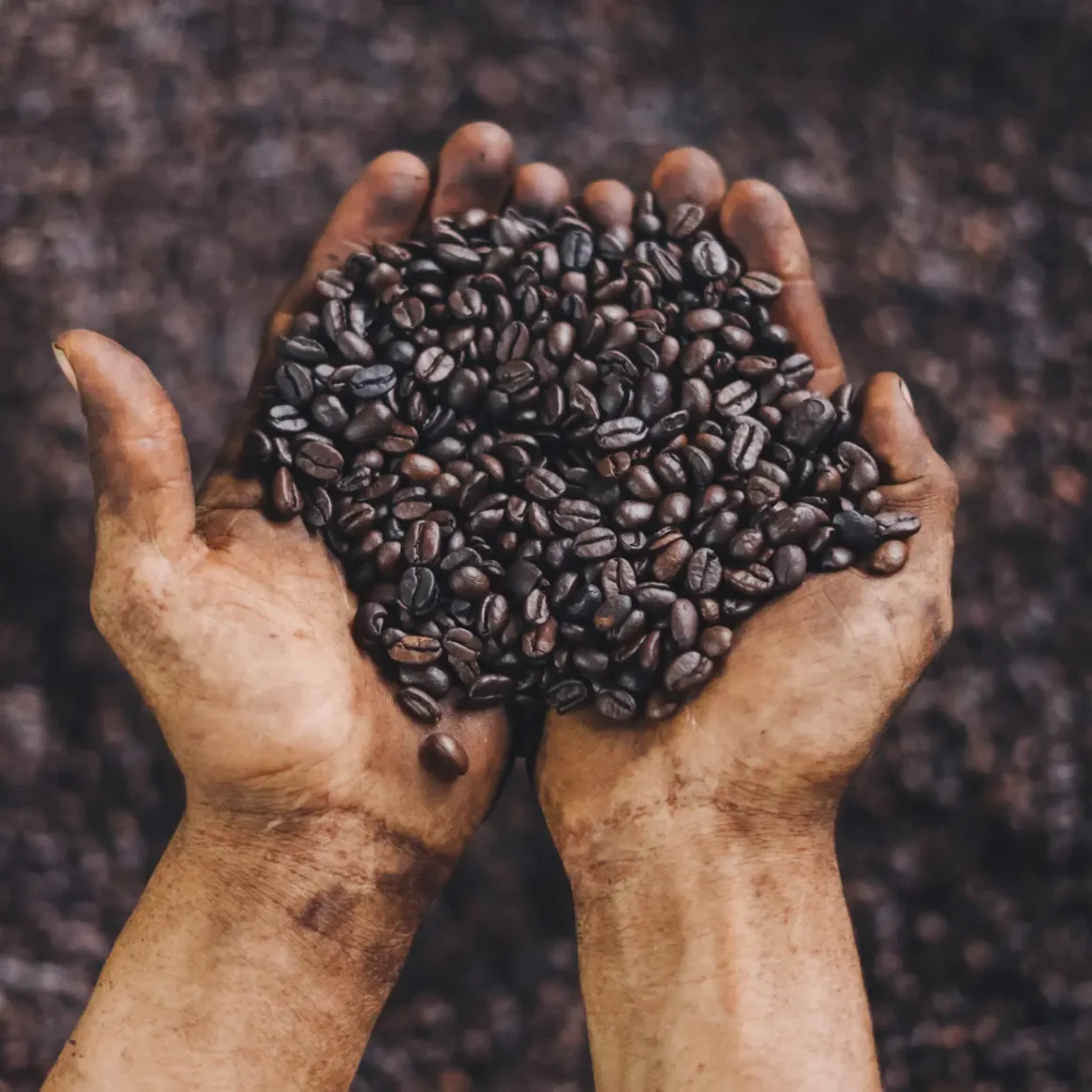 a person holding vienna roast coffee beans
