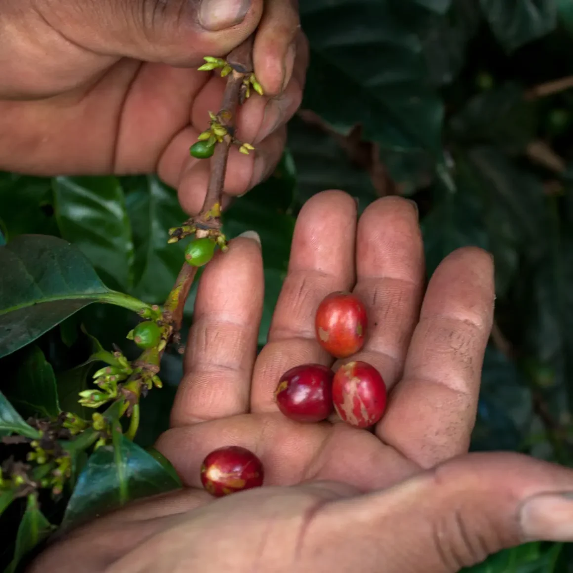 a person holding coffee cherries