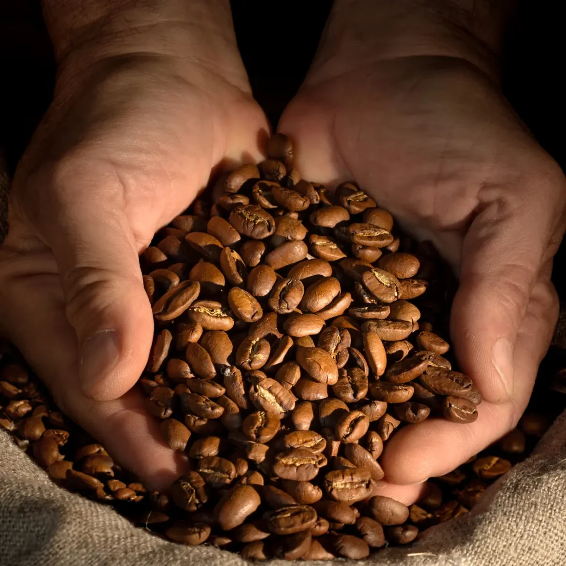 hands holding coffee beans in a sack