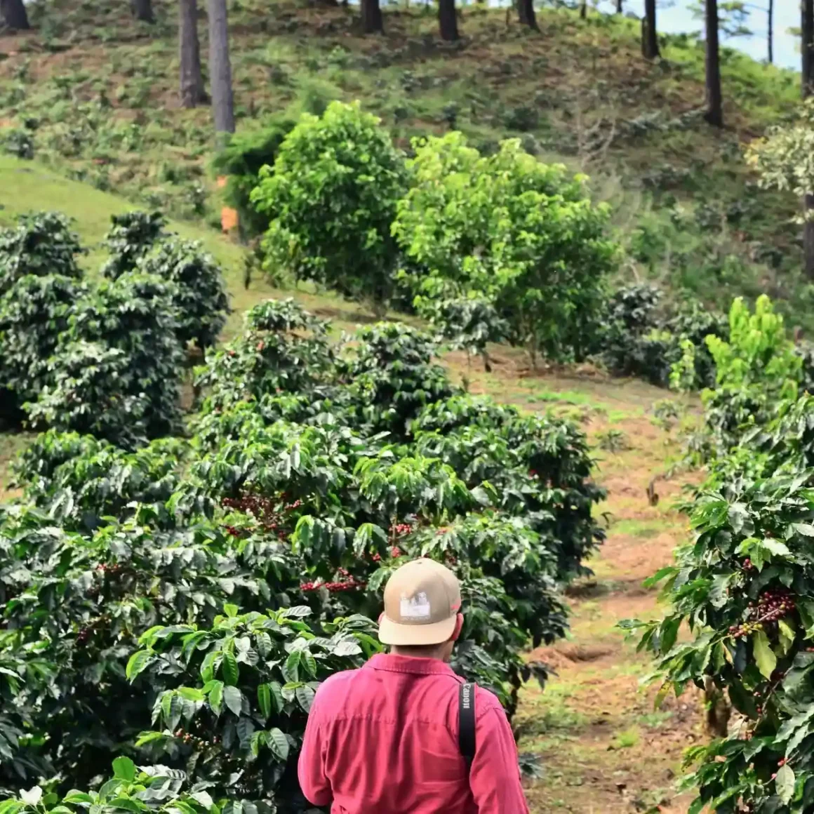 a coffee farmer standing in a field of coffee plants