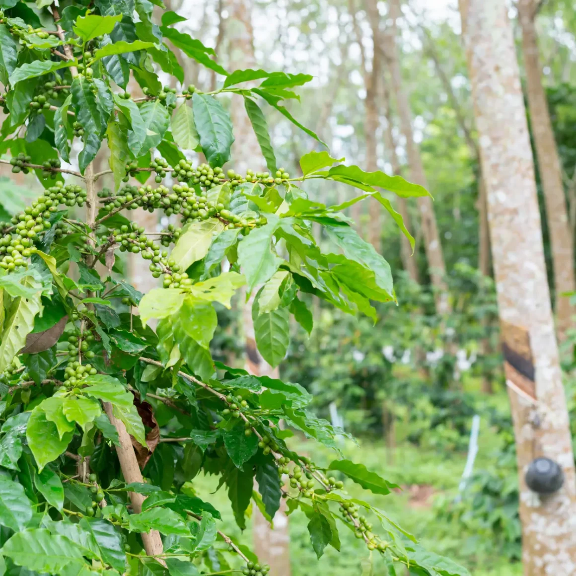 a coffee plant with green leaves