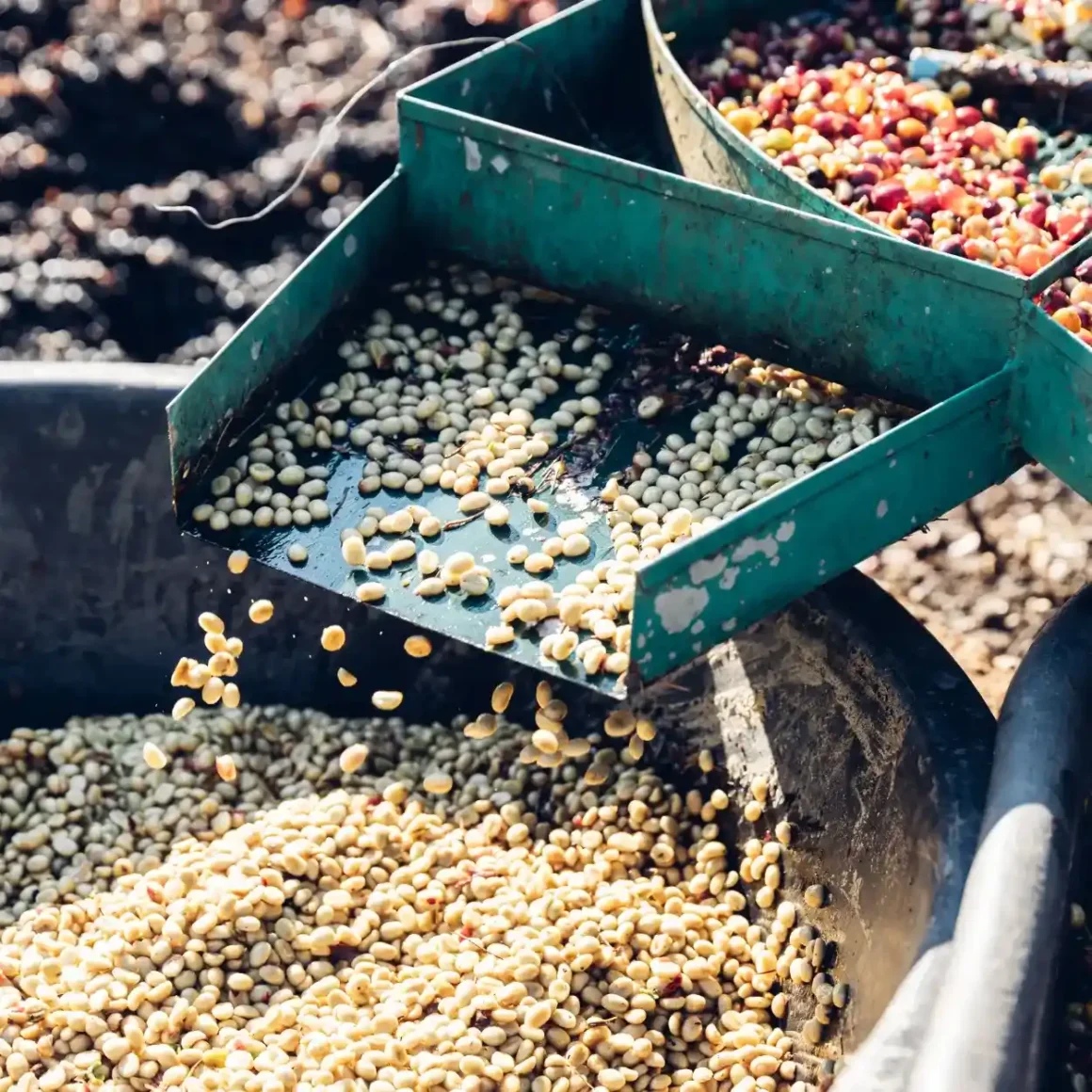 buckets of natural coffee beans at a coffee terroir