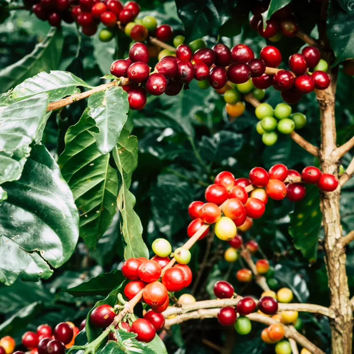 a plant with red and green berries