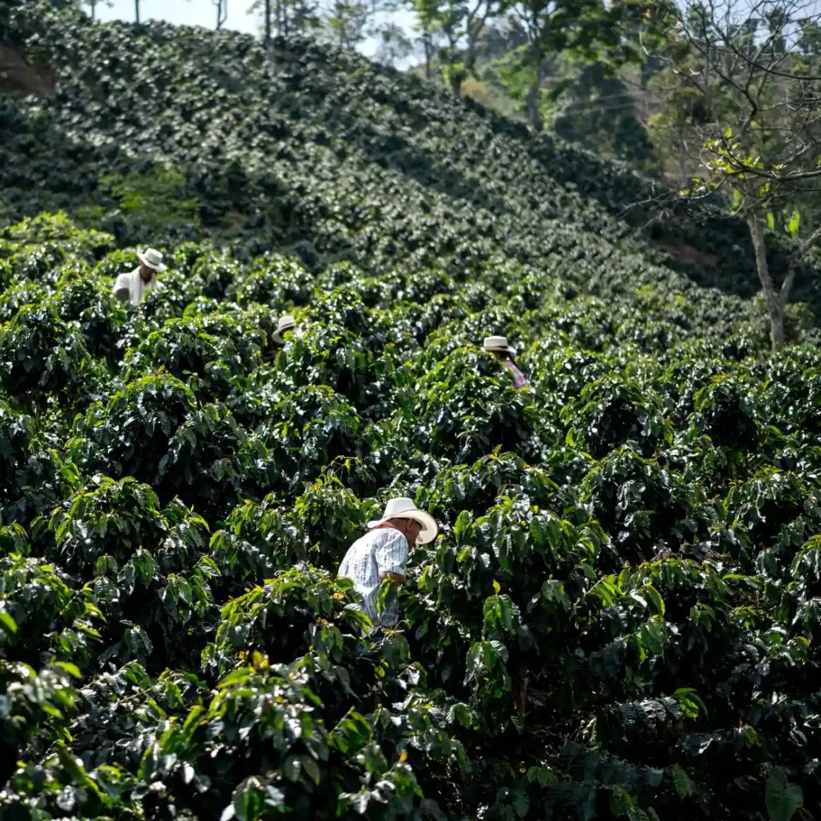 a group of coffee farmers working in a coffee plantation