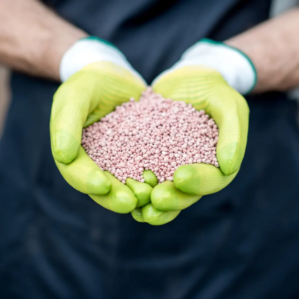 a person holding a handful of fertilizer for coffee plantation