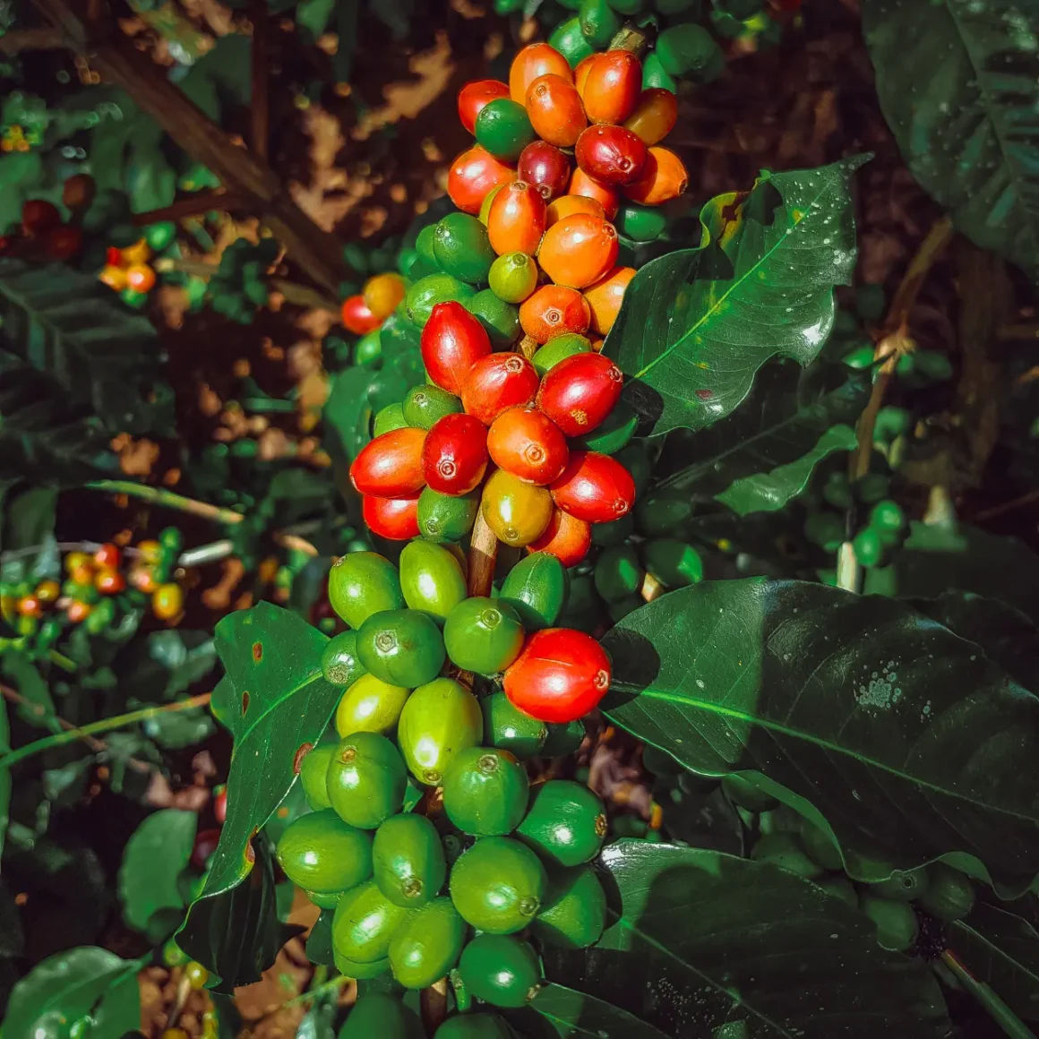 a plant with green and red berries