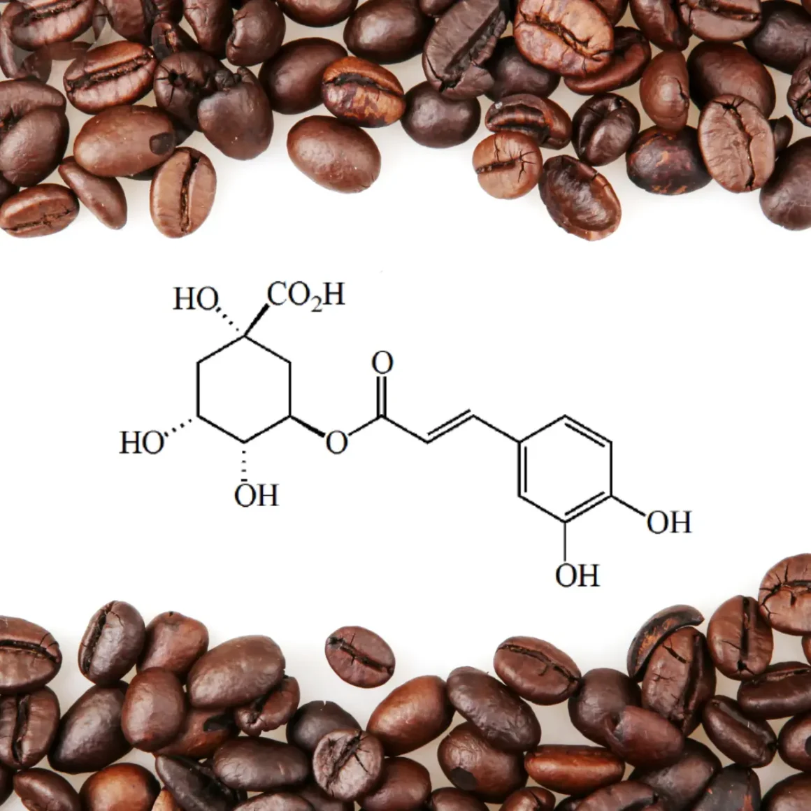 a coffee beans with a chemical formula of chlorogenic Acid