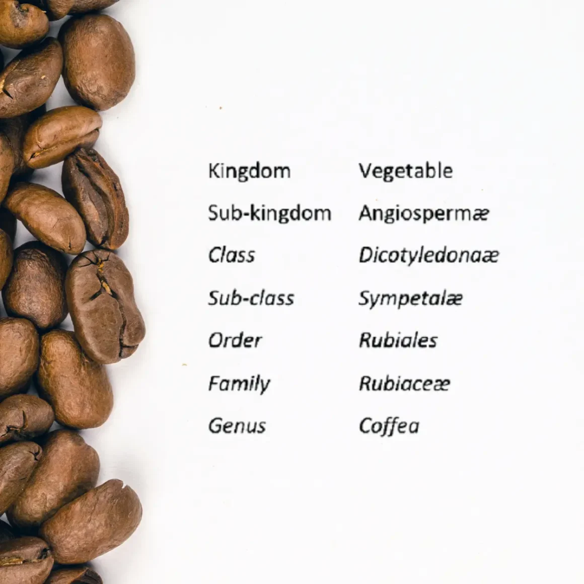 a close up of coffee beans