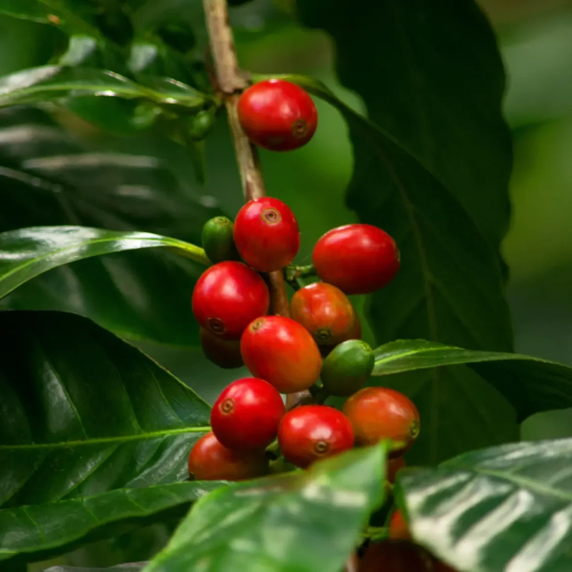 a coffee plant with red cherries