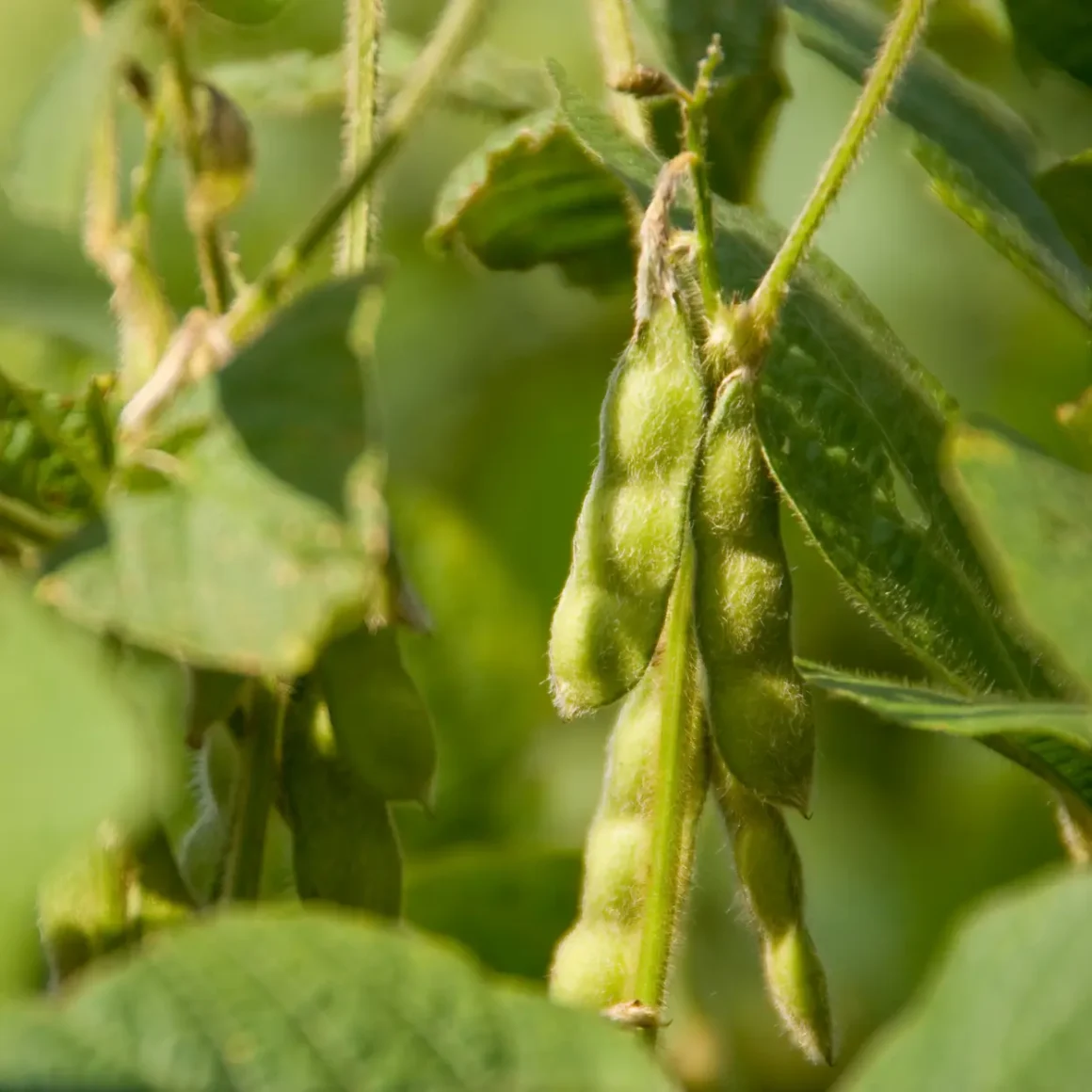 a close up of legumes