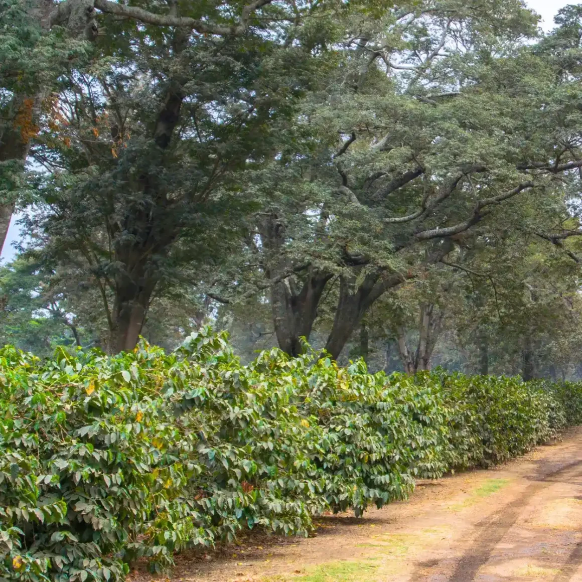 a dirt road with coffee plantation