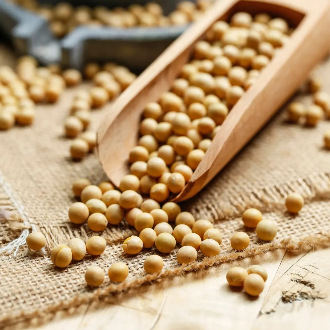a wooden scoop with soybeans on a burlap surface
