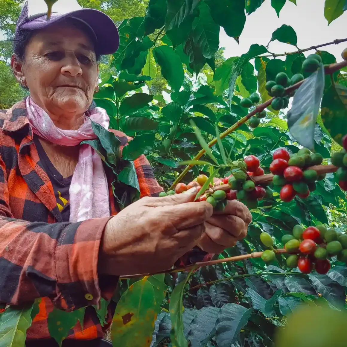 farmer picking berries from a tree