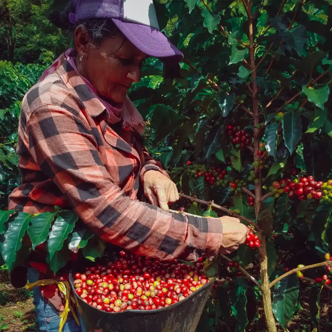 a coffee farmer picking berries from a plant