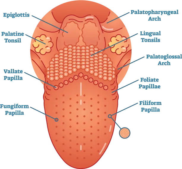 anatomy of a tongue