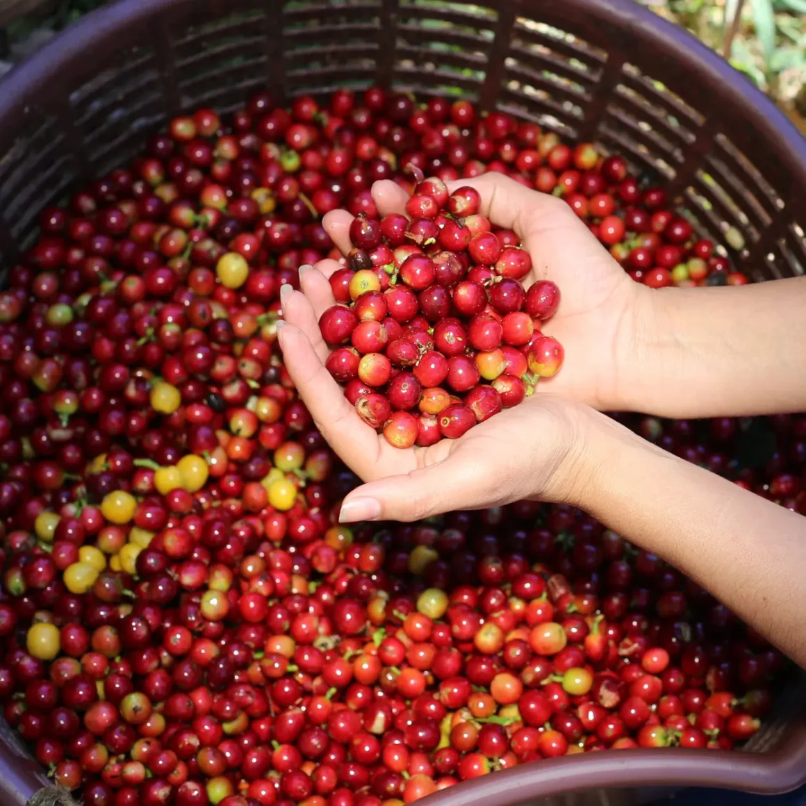 a person holding a basket of berries
