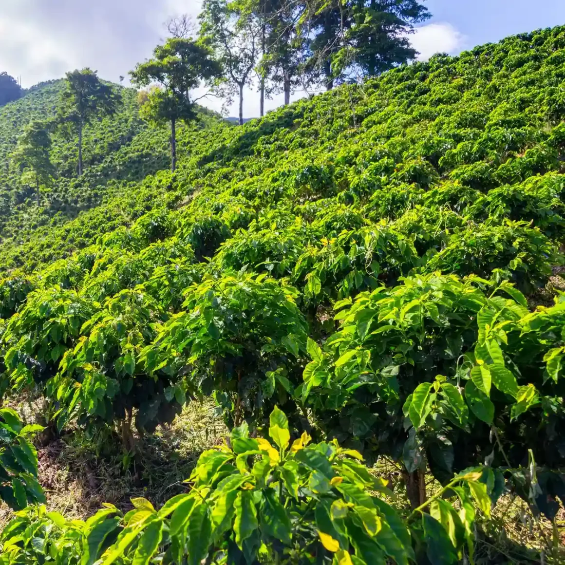 a green field of coffee plants
